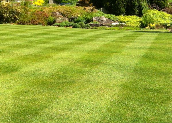 Commercial Grass Cutting in Largo
