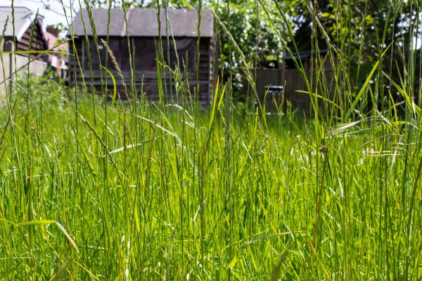 Overgrown Lawn Trimming in Largo