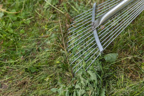 Thatch Raking in Largo