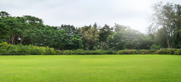Golf Course Mowing in Largo